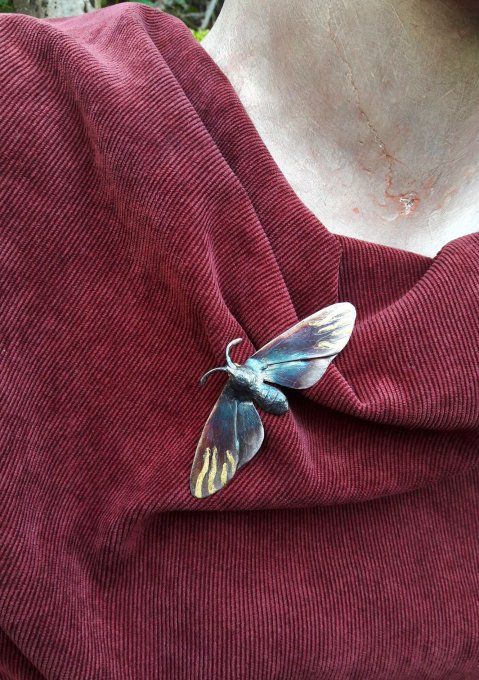 petite phalène  mordorée